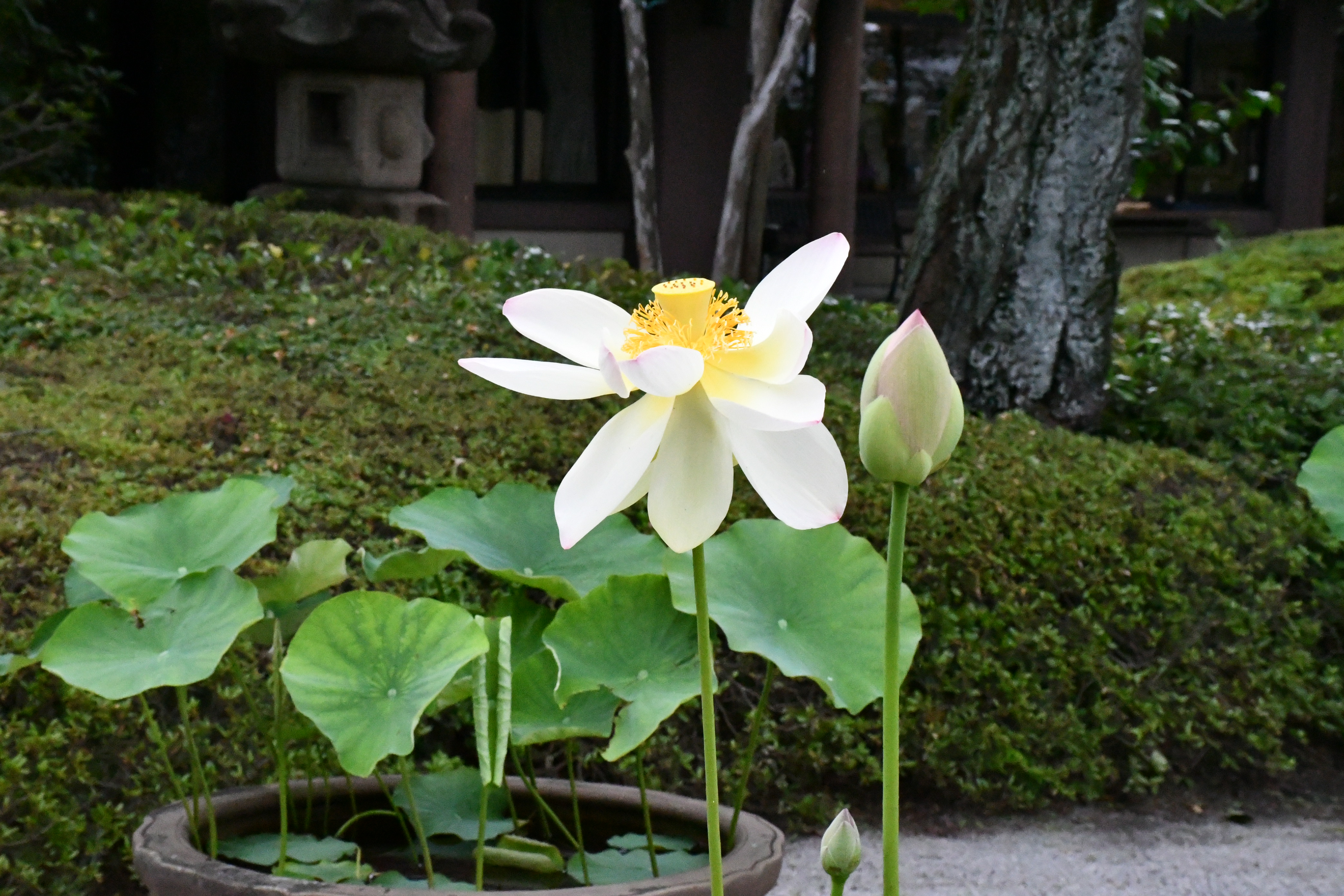 蓮