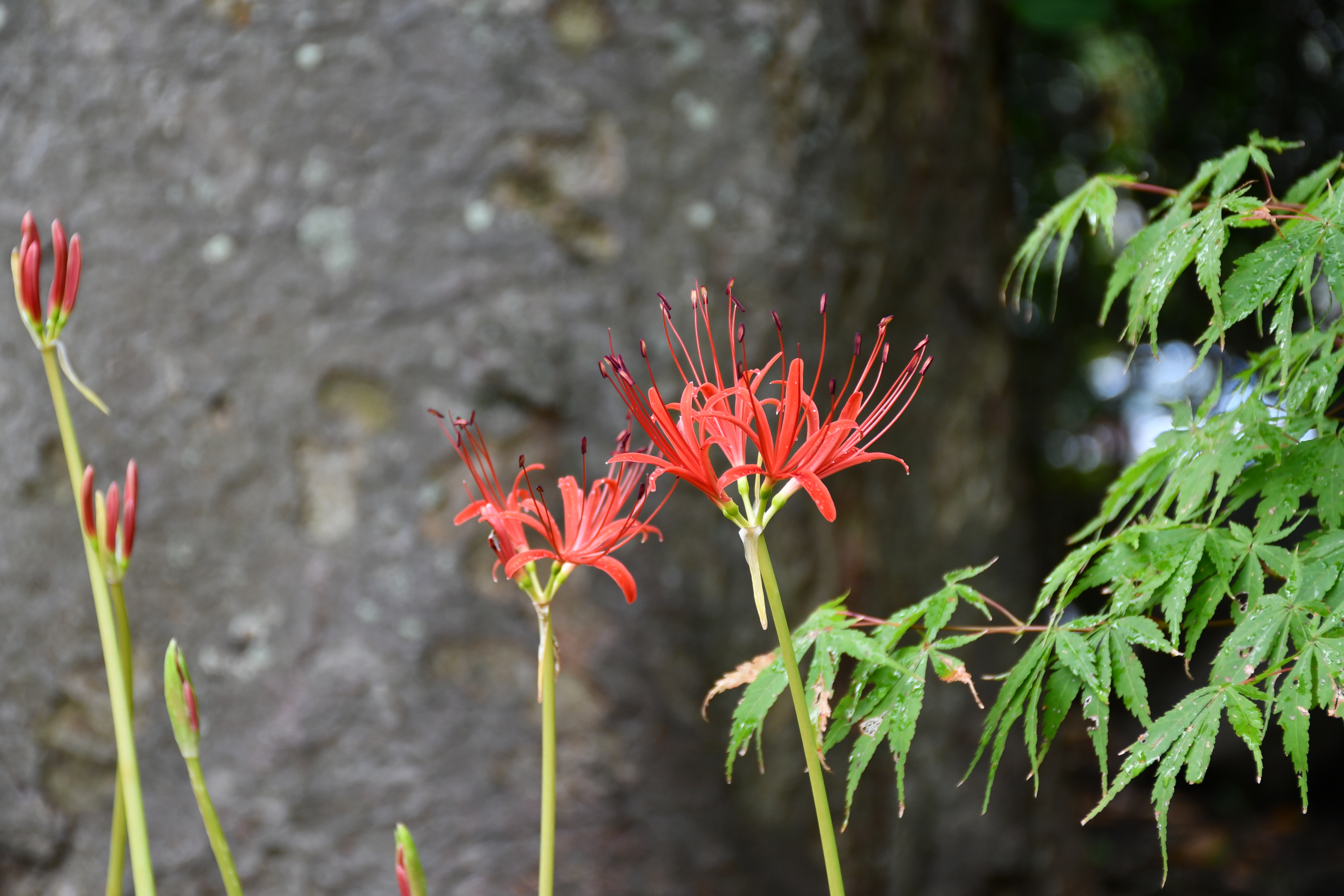 2025/ 9/20 彼岸花