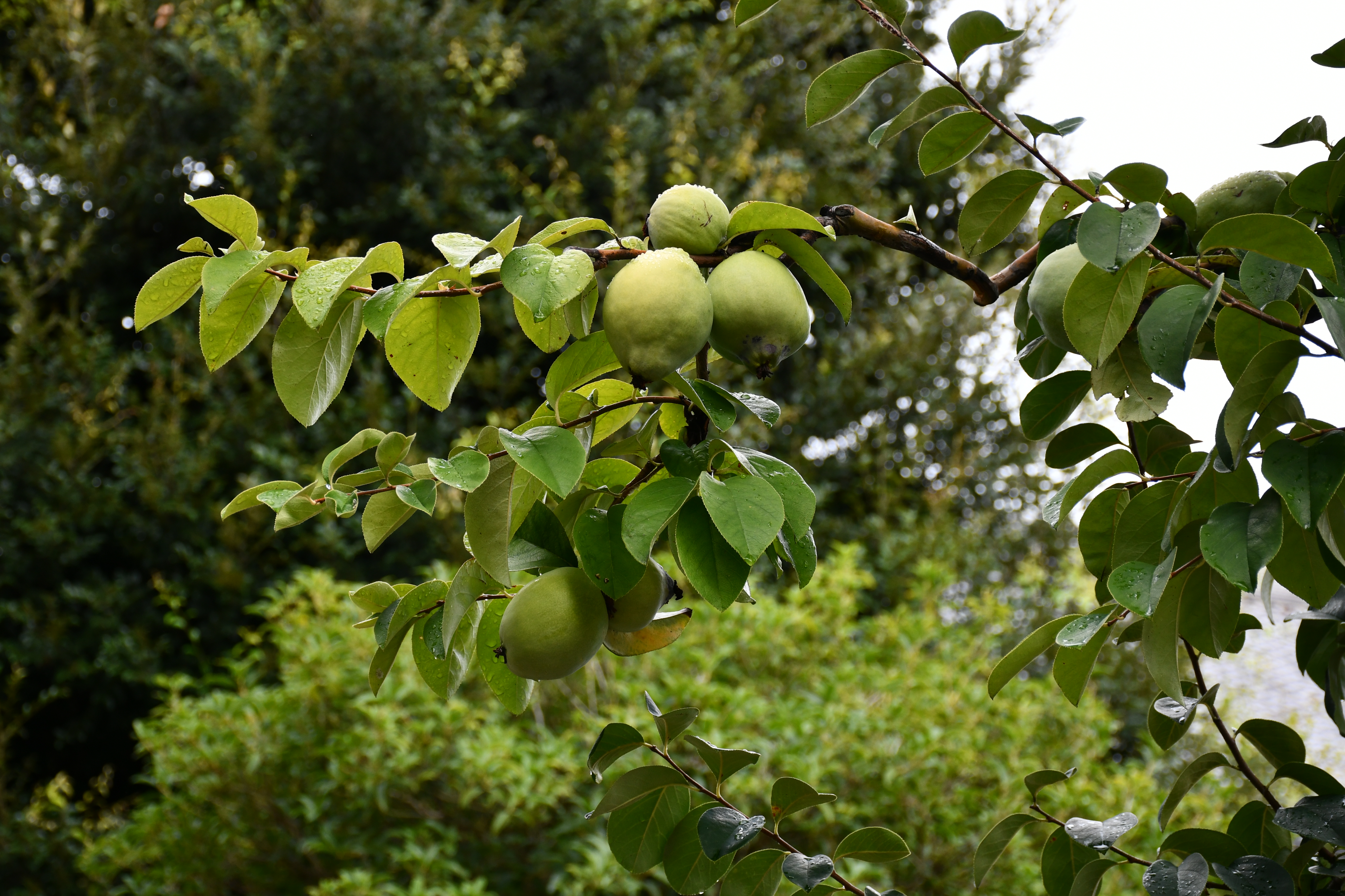 2025/ 9/20 カリン
