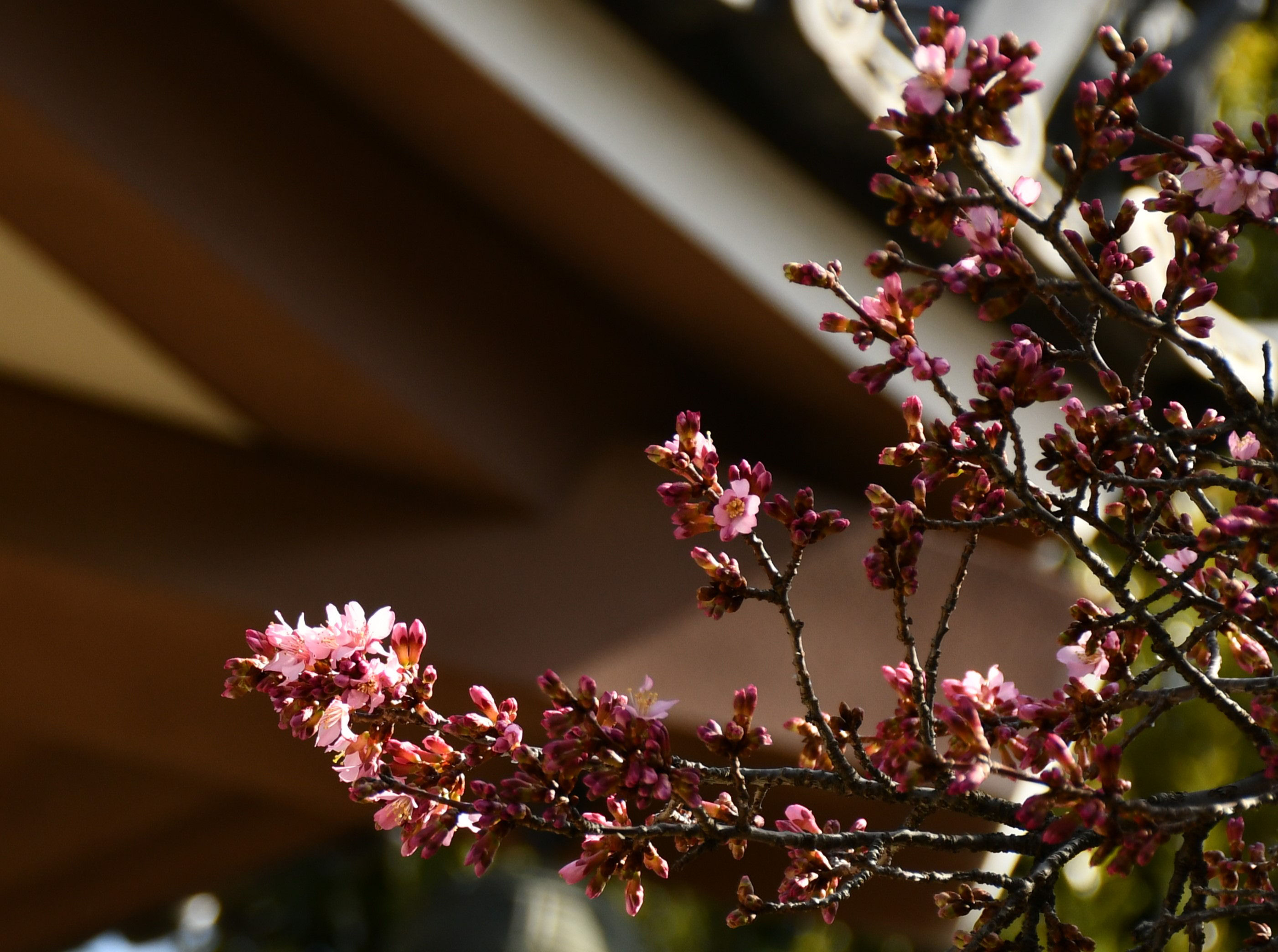 2025/ 3/ 1 おかめ桜